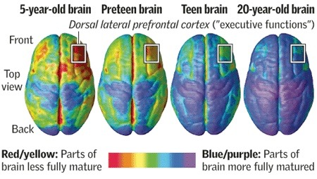 Neuro imaging scan of brains at different ages